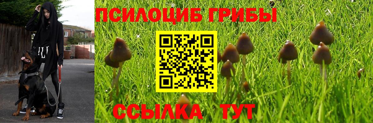 Псилоцибиновые грибы GOLDEN TEACHER Кировск
